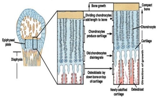 lempeng epifisis